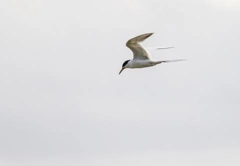 Gull Flying Stock Photos