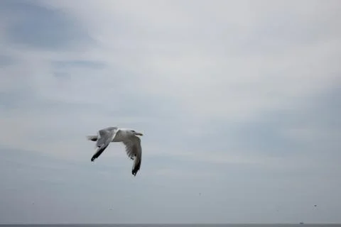 Gull flying Stock Photos