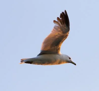 The gull is flying in the sky Stock Photos