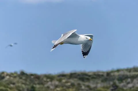 The gull flying in the sky Foto stock
