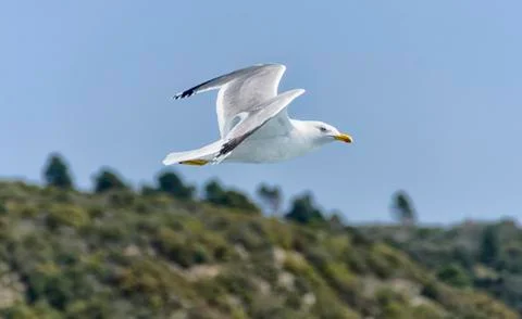 The gull flying in the sky Foto stock