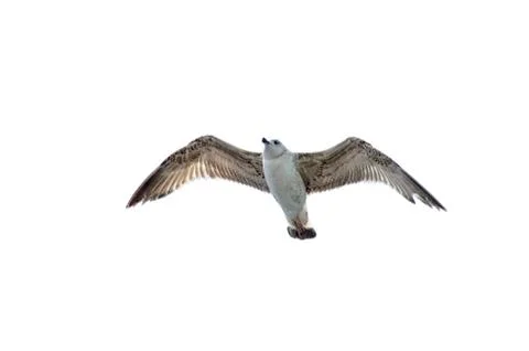The gull flying in the sky Stock Photos