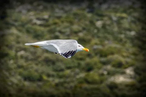 The gull flying in the sky Stock Photos