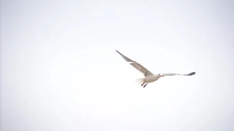 Gull Flying Slowly Left to Right Against Cloudy Sky - 1706 Stock Footage 314891977