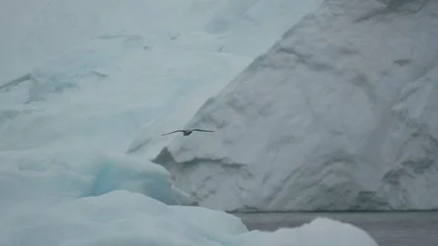 Gull Flying Toward Massive Iceberg in Uummannaq, Greenland 库存影片 345657286