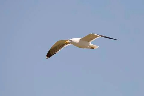 Gull Flying with Wings Spread Stock Photos