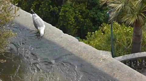 Gull Stock Footage 7728002