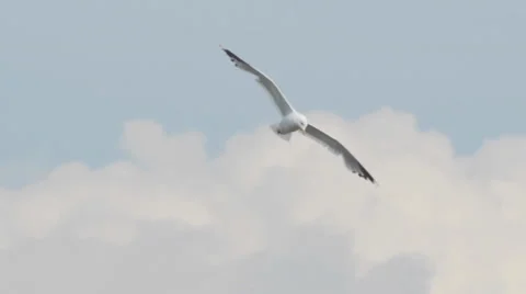 Gull Stock Footage 26705756