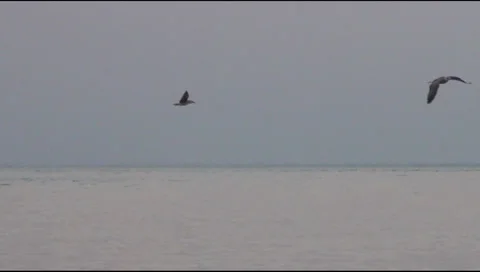 Gull Video stock 29881483