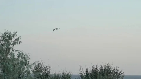 Gull Stock Footage 78796080