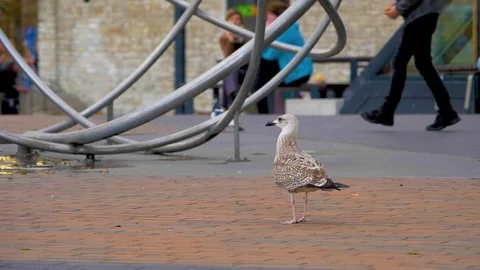 Gull Video stock 97782506