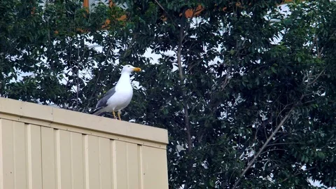 Gull Video stock 112392295