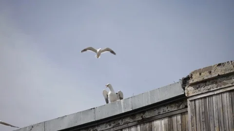 Gull 스톡 동영상 124291074