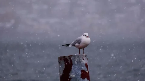 Gull  Stock Footage 290199625