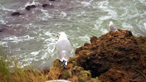 Gull in front of the sea Stock Footage 170002119
