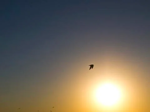 Gull in front of sunset Stock Photos