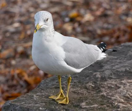 The gull in frustration Stock Photos