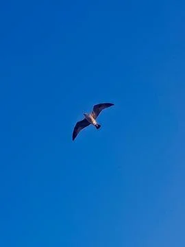 A gull glides gracefully against the backdrop of a clear blue sky Stock Photos