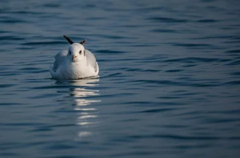Gull Glossary Stock Photos