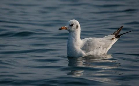 Gull Glossary Stock Photos