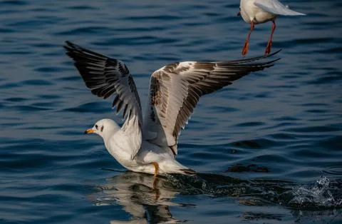 Gull Glossary Stock Photos