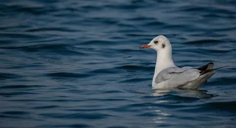 Gull Glossary Foto stock