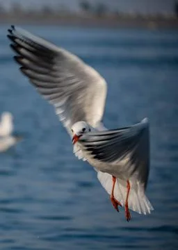 Gull Glossary Stock Photos