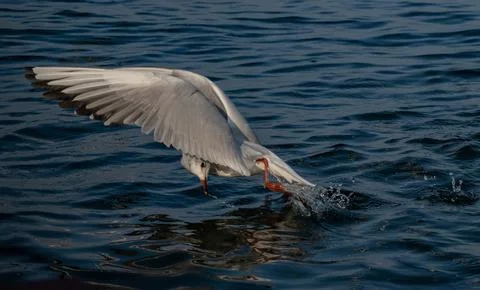 Gull Glossary Stock Photos