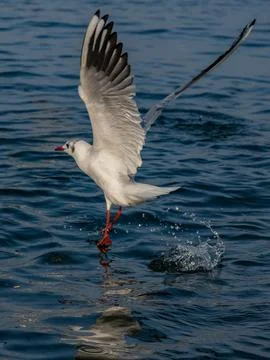 Gull Glossary Stock Photos