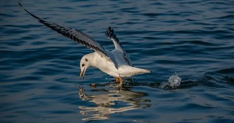 Gull Glossary 스톡 사진