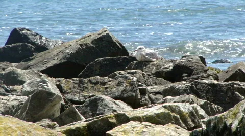 Gull on granite rocks 2 Stock Footage