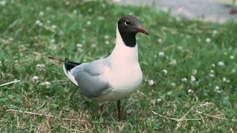 A gull on the grass Video stock 136179477