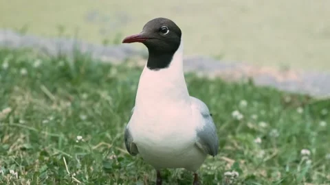 A gull on the grass Stock Footage 136179497
