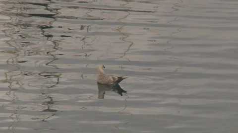 Gull on Harbor Ripples Stock Footage 2257565