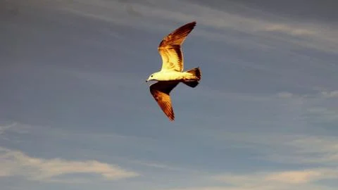 A gull hovering in the sky. Stock Photos