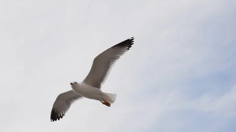 A gull hovers in the air close up Stock Footage 123371149