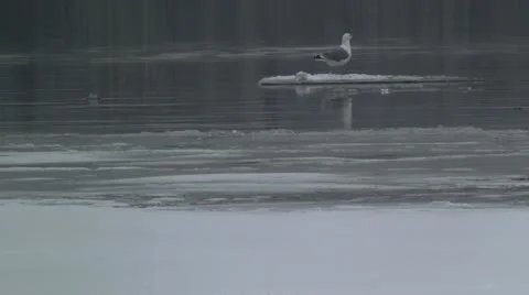Gull on ice 스톡 동영상 11380216