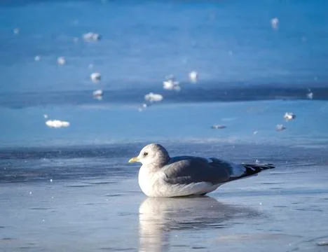 Gull on Ice Stock Photos