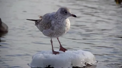Gull on Ice in Propect Park Brooklyn, NY Video stock 4855006