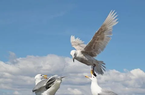 Gull interaction Stock Photos
