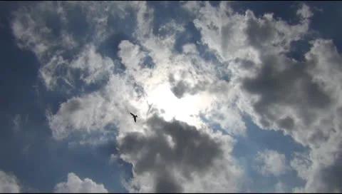 Gull lake 스톡 동영상 24631710