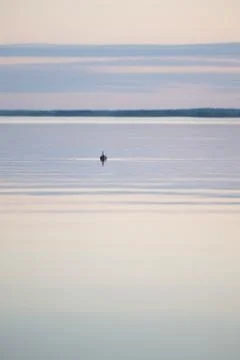 Gull on the lake Stock Photos