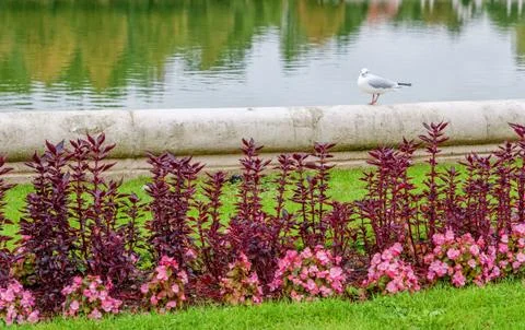 Gull on the lake Stock Photos