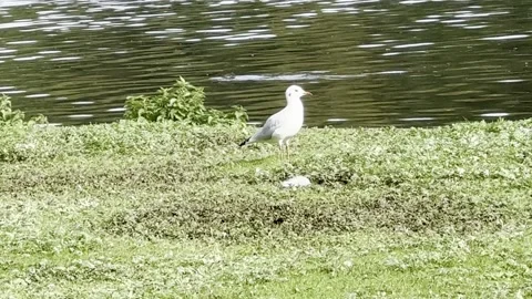 Gull at the lakeside Stock Footage 317628755