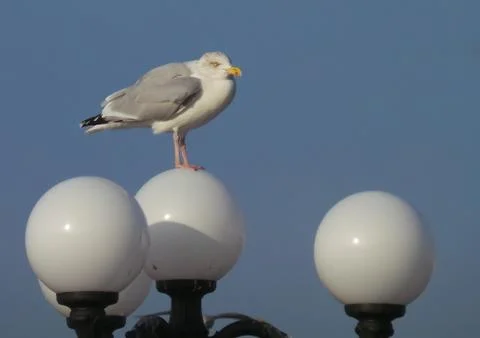 Gull on a lamp Stock Photos