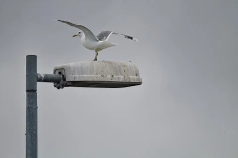 Gull on the lamp post Stock Photos