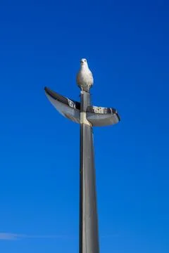 Gull on a lamp post. Stock Photos