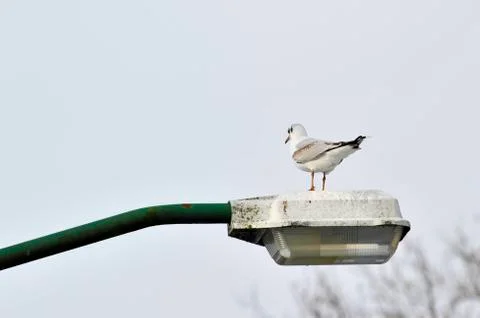 Gull on lamppost Stock Photos