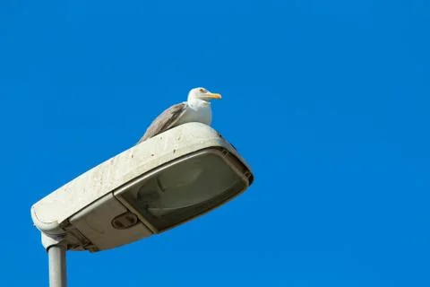 Gull on lampposts Stock Photos