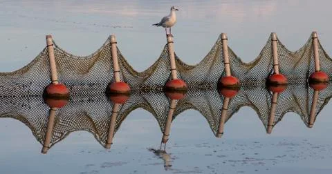 A gull landed on the nets in the lake. With reflection. Stock Photos